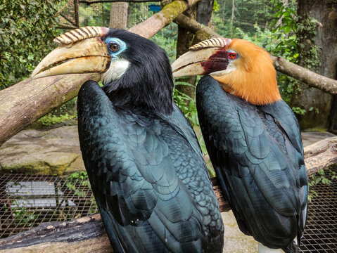 Blyth's Hornbill or Rangkong hitam or Julang Papua, is a large hornbill inhabiting the forest canopy in Wallacea and Melanesia