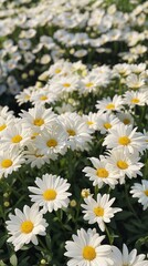 Daisies blooming in lush grass. Summer and nature concept for greeting cards and wallpapers. Banner with copy space.