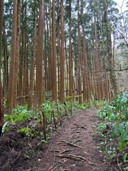 Redwood forest path