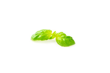 Basil isolated on white background. Fresh organic basil leaves isolated on white background. Spices. Vegan.