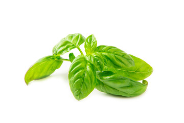 Basil isolated on white background. Fresh organic basil leaves isolated on white background. Spices. Vegan.