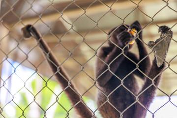 close up of a baboon