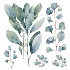 Watercolor illustration of eucalyptus leaves and branches.