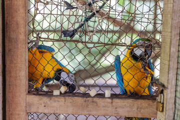 parrot in cage