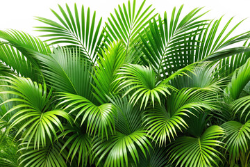 Clear tropics green palm foliage png