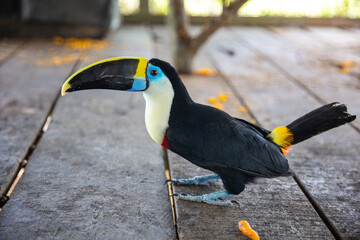 Peruvian rainforest toucan looking at the camera © Creative Pixels