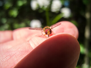Episyrphus balteatus_Hainschwebfliege on the finger