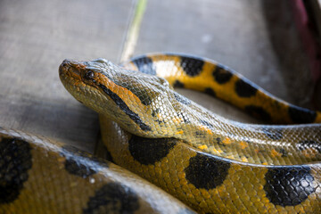 Anaconda. The green or common anaconda is a species of constrictor snake of the boa family.
