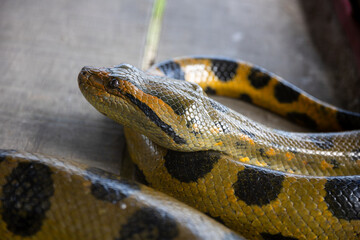 Anaconda. The green or common anaconda is a species of constrictor snake of the boa family.