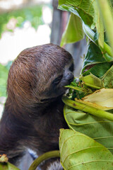 Portrait of a Sloth Bear eating in the Peruvian jungle