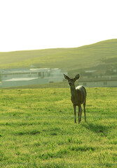 Fototapeta premium Deer in the grasslands