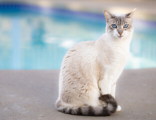 CAT NEAR THE POOL © Aravinthan