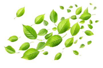 Fototapeta premium Green leaves falling movement png