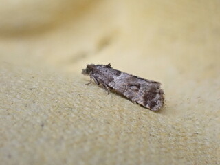Smoky-barred Marble moth (Lobesia abscisana)