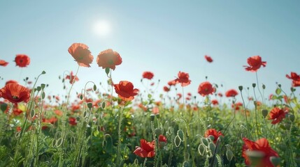 Obraz premium A vibrant field of poppies under a clear blue sky.