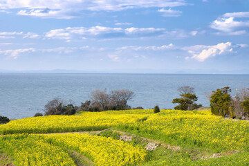 菜の花畑越しに見る海