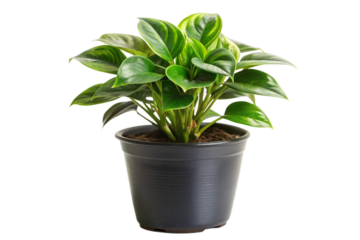 House plants in black pot png