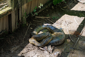 Anaconda. The green or common anaconda is a species of constrictor snake of the boa family.