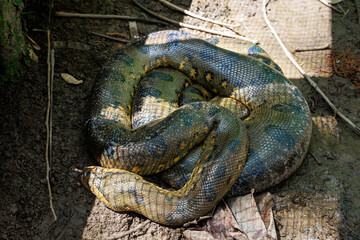 Anaconda. The green or common anaconda is a species of constrictor snake of the boa family.