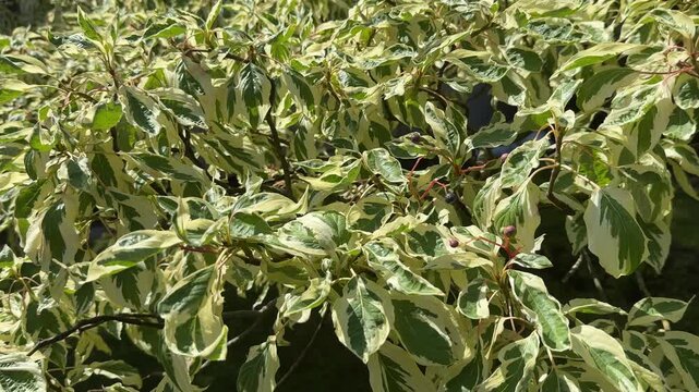 Foliage of Dogwood Tree Cornus controversa variegata.