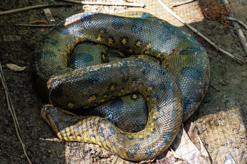 Anaconda. The green or common anaconda is a species of constrictor snake of the boa family.