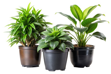Obraz premium House plants in black pot png