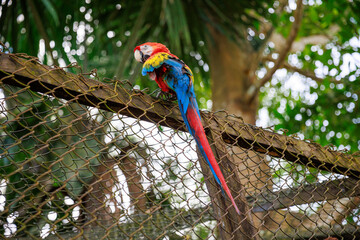 Macaw perched on a fence, Genus of birds of the parrot family (Psittacidae), order Psittaciformes,...