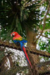 Macaw perched on a fence, Genus of birds of the parrot family (Psittacidae), order Psittaciformes, Iquitos Peru.