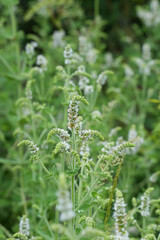 Closeup on a white flowering European apple mint, Mentha suaveolens in the Gard, France