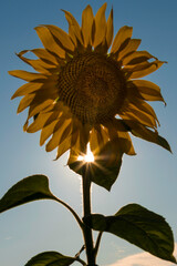 Aufnahme von Sonnenblumen im Gegenlicht auf einem Sonnenblumenfeld, mit Sonnenblendenstern.