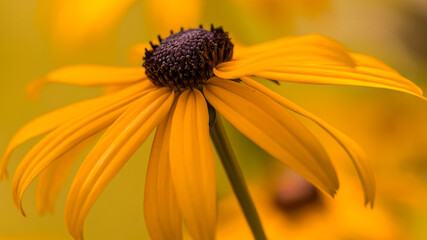 Nahaufnahme von dem gelben Sonnenhut.