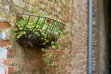 Zimbelkraut, Cymbalaria muralis, als Dekoration in einem Korb in der Altstadt von Brügge in Belgien