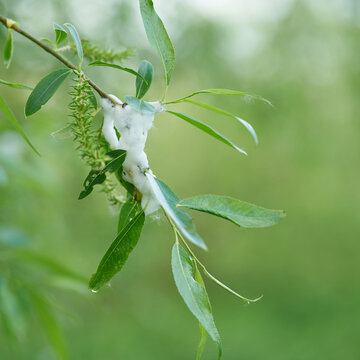 Schaumnest der braunen Weidenschaumzikade Aphrophora salicina. Die Larve ist im Schaum verborgen und entwickelt sich dort