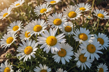 Fototapeta premium overhead photography of daisies