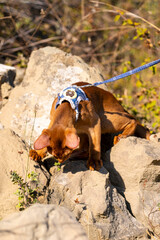 Abyssinian cat on lawn in the garden