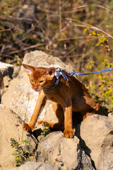 Abyssinian cat on lawn in the garden