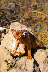 Abyssinian cat on lawn in the garden