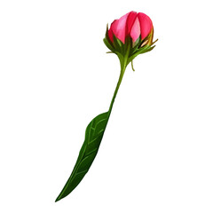 Single pink flower bud with green leaves.