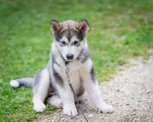 Outdoors portrait of a Alaskan Malamute puppy sitting on the grass. Alaskan Malamute puppy sits on lawn. 