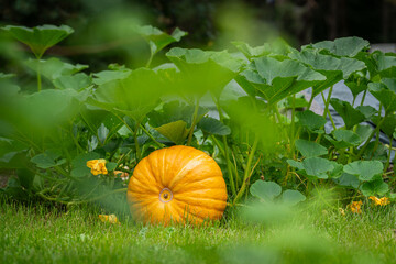 A pumpkin (Cucurbita pepo) growing in a vegetable garden.  Pumpkin plant growing in a  bed garden with healthy leaves, a pumpkin, and a pumpkin blossom.
