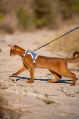 Abyssinian cat on lawn in the garden
