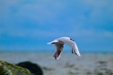 seagull flying over the sea