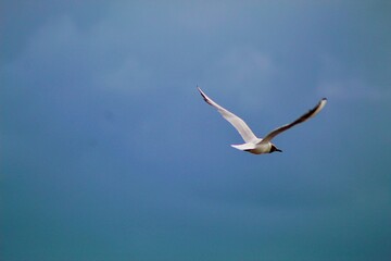 seagull in flight