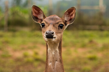 cute baby deer face portrait