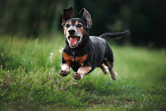 happy old dachshund dog jumping on a gree field in summer
