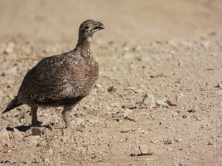 Greater Sage-Grouse (Centrocercus urophasianus) chick in the Sand Wash Basin of Colorado Grouse Chick in the Sand