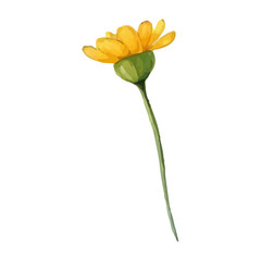 Naklejka premium Single yellow flower with green stem isolated on white background.