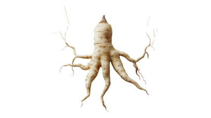 Isolated Ginseng Root on White Background