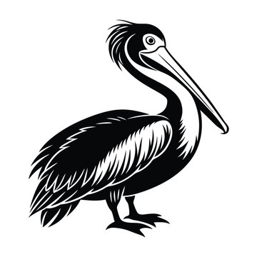 recommend clip art: Pelican silhouette vector illustration