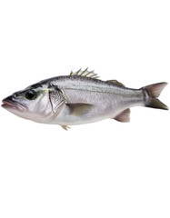 Fototapeta premium Sea bass fish isolated on transparent background